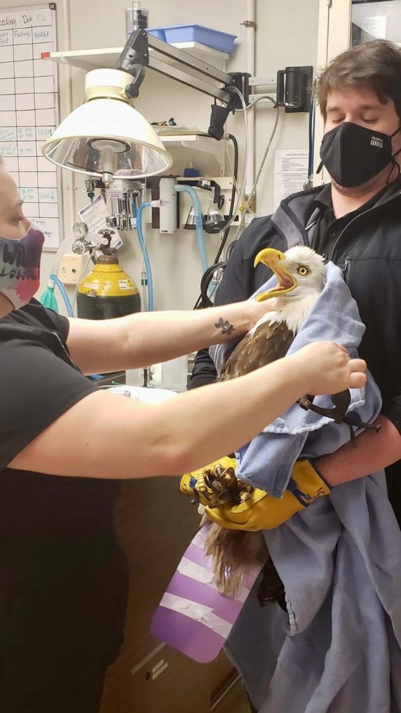 Staffers at the Glen Ellyn-based Willowbrook Wildlife shelter work with a bald eagle that had been poisoned and was rescued near Ottawa Trail Woods in Lyons. (Supplied photo)