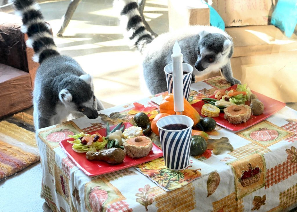 Brookfield Zoo’s ring-tailed lemurs—Skinner (left) and Moses—were treated to an early Thanksgiving feast that featured all the trimmings. This annual tradition, now in its ninth year, takes place the day before the holiday. (Photo by Jim Schulz/Brookfield Zoo) 