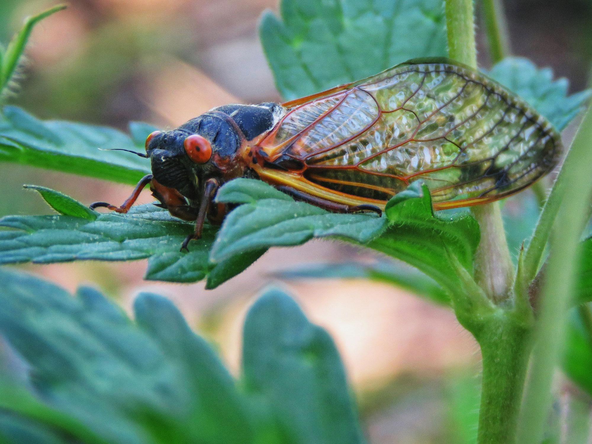 Program Cicade Walk a ‘Cicada Symphony’ Trail, Plan a Native Garden with May Forest ...