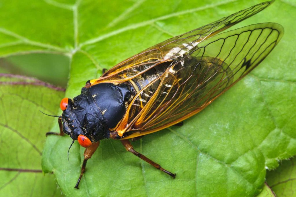 Cicada shutterstock 2024