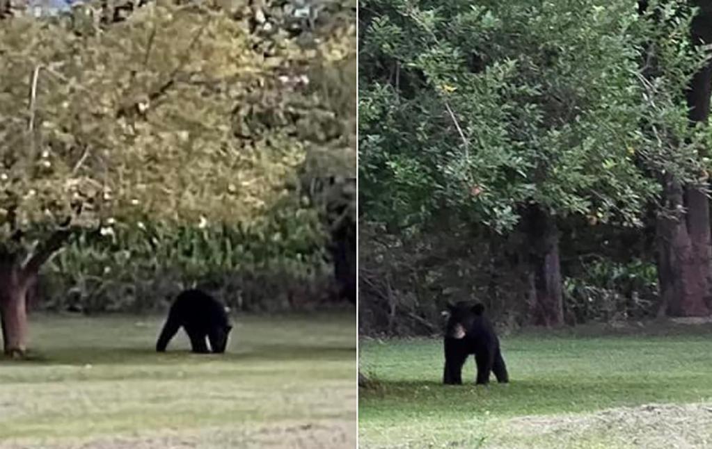As rare black bear sightings spark excitement in southern Illinois, IDNR says keep a safe distance