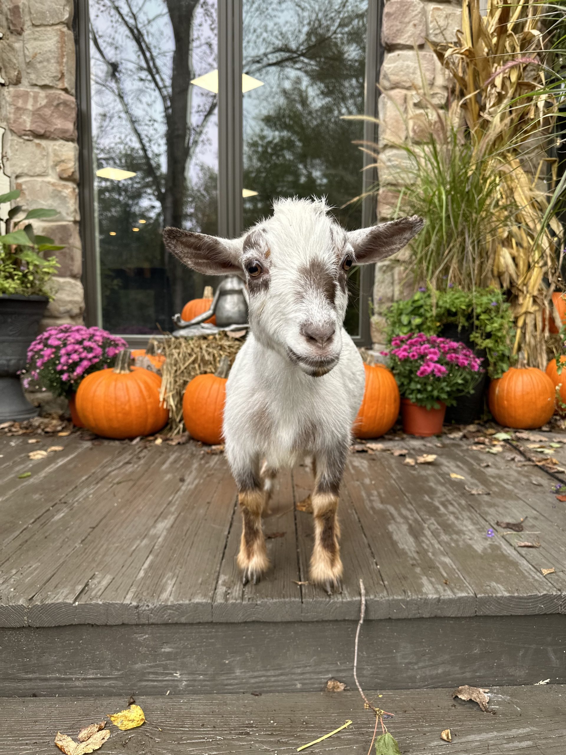 Goats and good vibes at Nature’s Trail Yoga - Southwest Regional Publishing