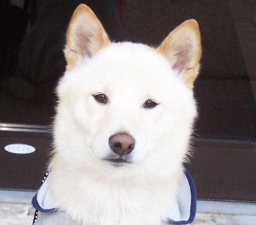 Dog’s persistent barking helps prevent potential disaster in Palos Hills